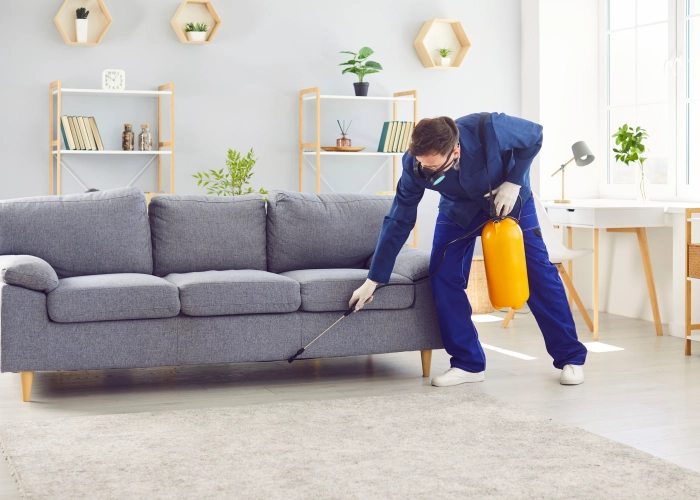 Behandlung von Bettwanzen in Uster 8610